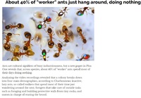 Laiskat muurahaiset