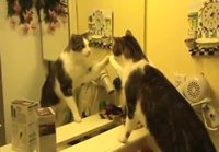 Kissa kokeilee peiliä