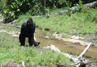 Gorilla ei tahdo rystystensä kastuvan