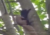 Oravat puussa