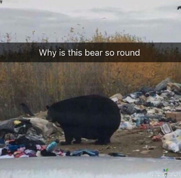 Pyöryläinen karhu
