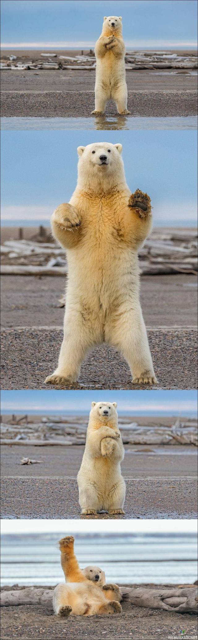 Jääkarhu vilkuttaa