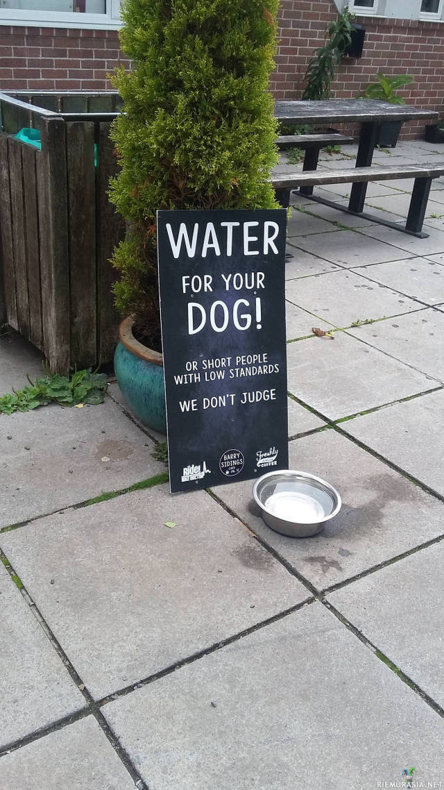 Vettä koirille - Tai lyhytkasvuisille ihmisille, emme tuomitse
