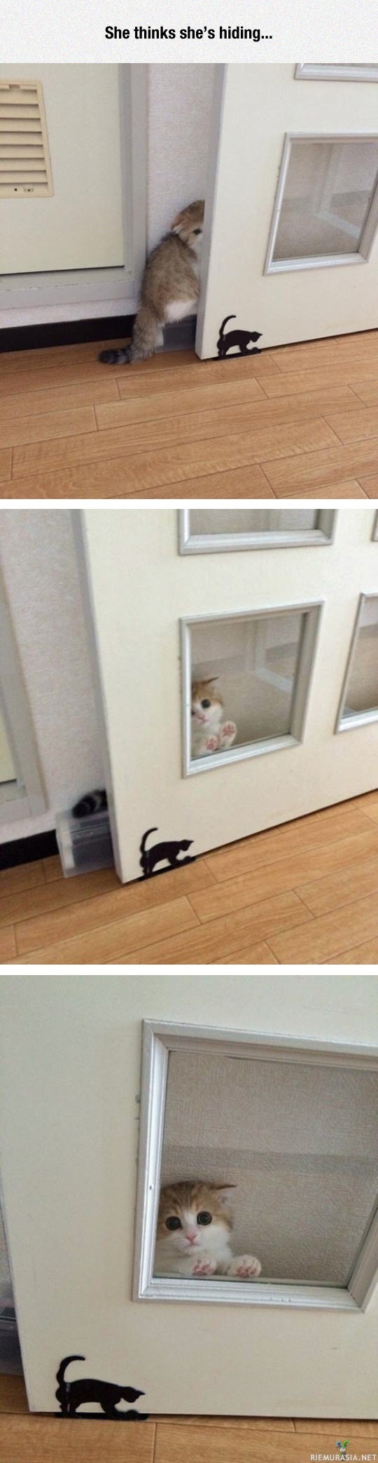 Piileskelevä kissa