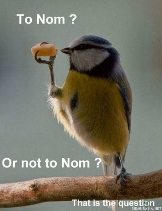 Nom - Tärkeitä kysymyksiä linnulta.