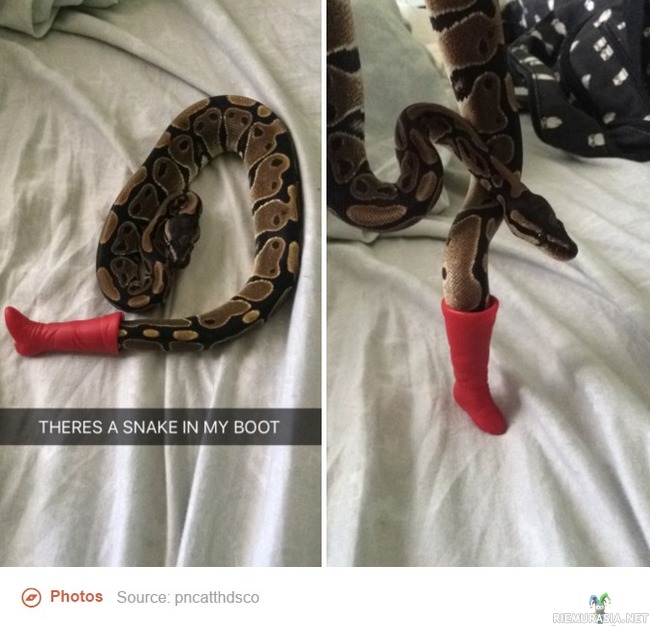Käärme testailee muotia