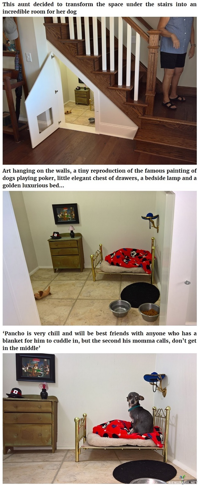 Koiralle pieni huone