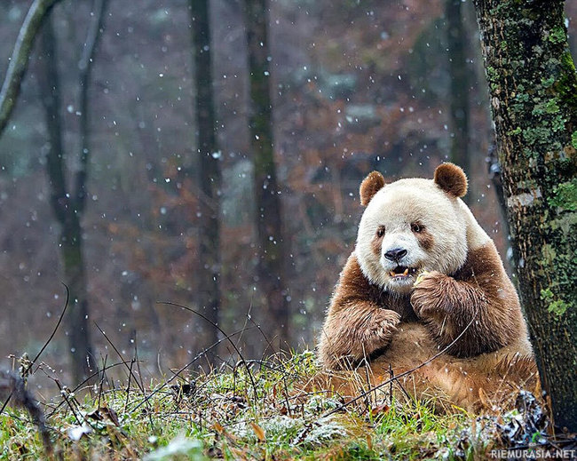 Ruskea panda - nimeltä Qizai