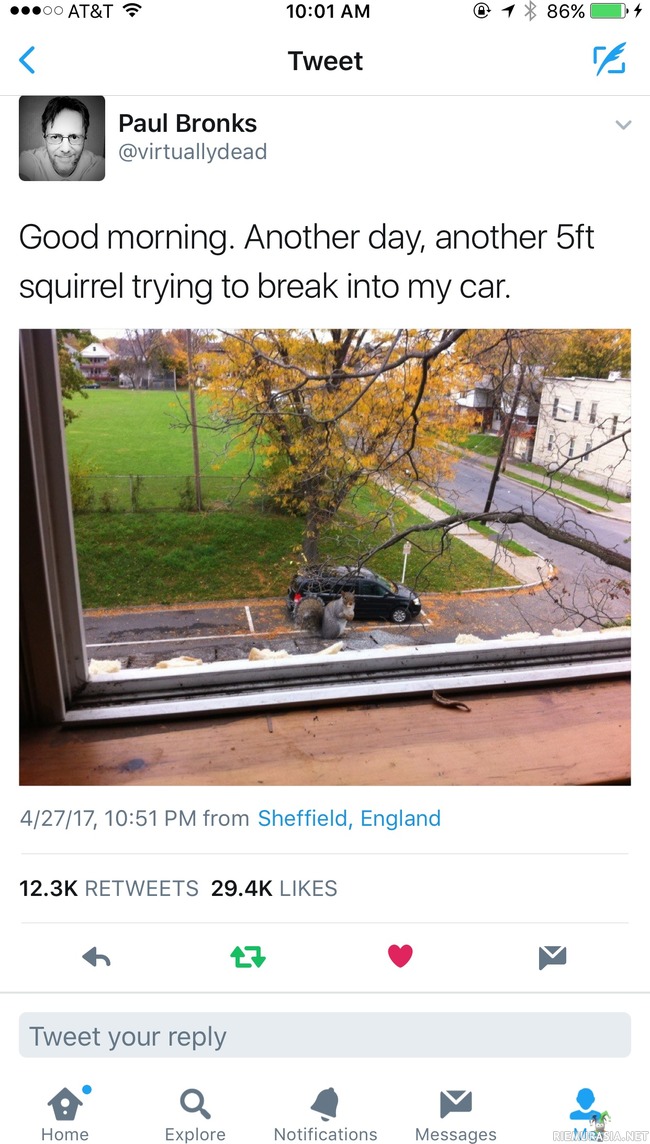 Iso orava