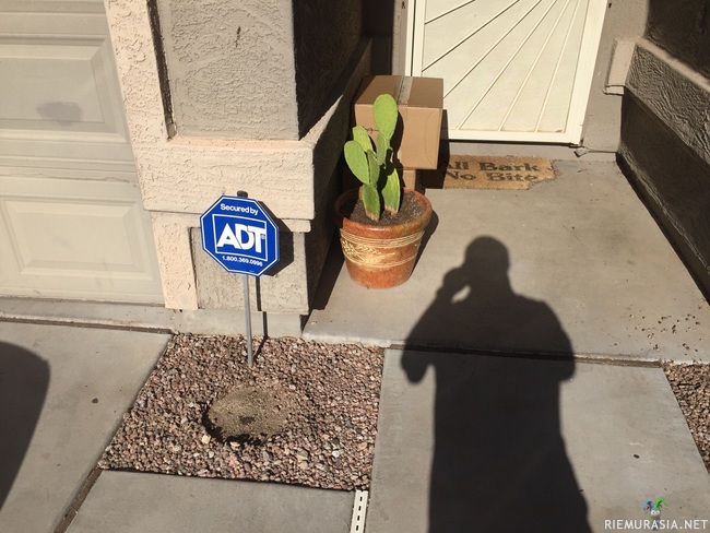 UPS lähetti piilottaa - Kaktus pois paikaltaan, ilmiselvää