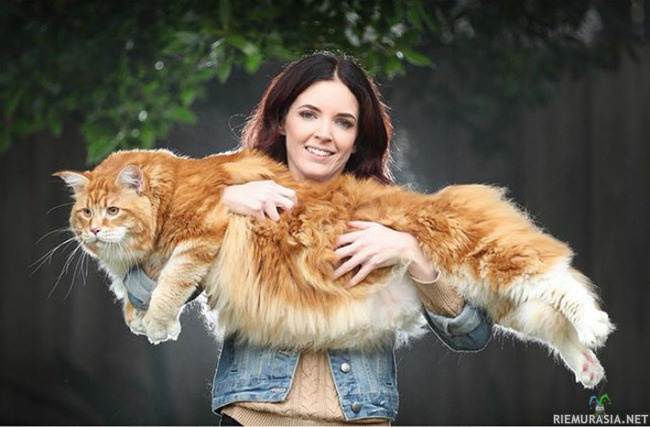 Maailman isoin kissa - 14kg