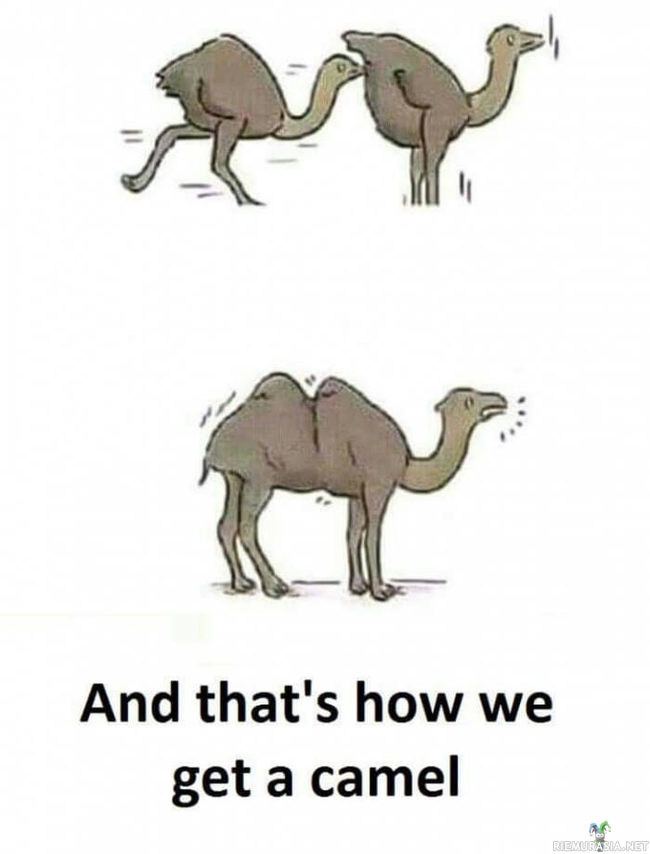Miten kamelit tulivat maailmaan