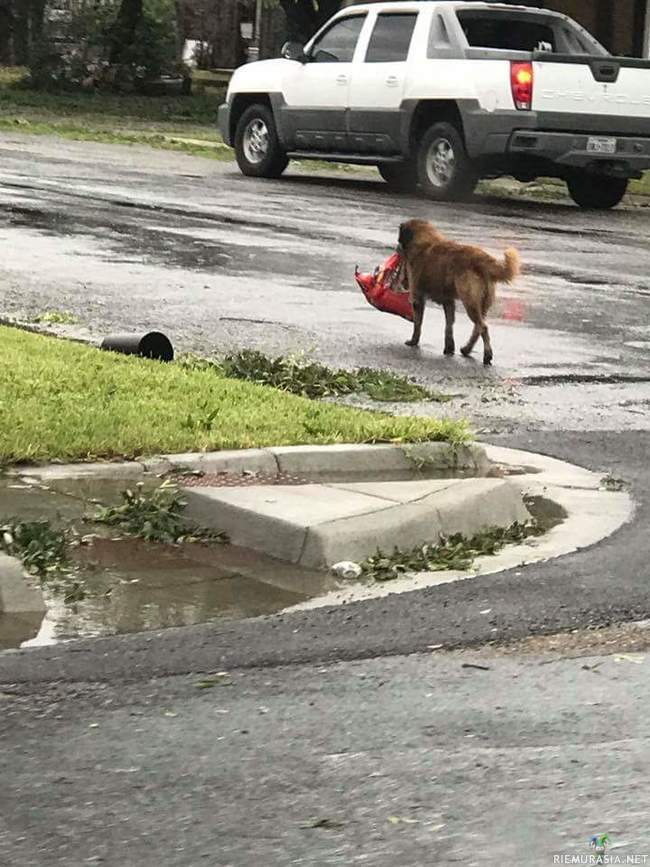 Koira kantaa ruokaa myrskytuhojen keskellä - Texasissa riehunut Harvey hurrikaani sai aikaan paljon tuhoja. Koira kyllästyi, otti ruokansa ja muutti muualle.