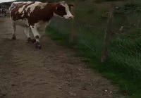 Lehmä ja kettu