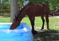 Hevonen tykkää uima-altaasta 