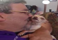 Chihuahua haluaa pusuja 
