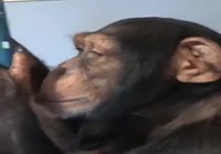 Simpanssikin osaa käyttää Instagramia 
