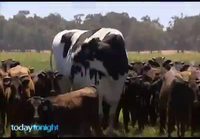 Australian isoin lehmä