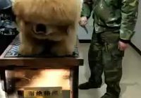 Pörröinen tiibetin mastiffi