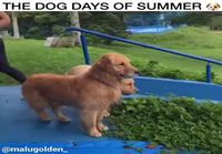 Koirien kesä 