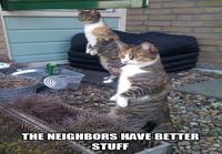 Kissat kateellisina naapurien paremmista kamoista
