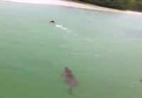 Vesi krokotiili uimari hätä uida kuin kasvio