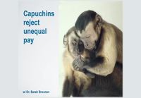 Apinan reaktio epätasa-arvoiseen palkkaukseen