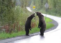 Karhut tappelee