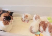 Tiger Cat Mom Talking to Her Kittens