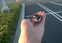 Rescued baby bird returned to parents
