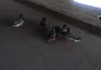 Man Saves Duck's Life