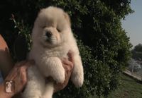 Brushing a Fluffy Chow Puppy