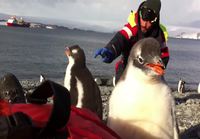 Baby Penguin Jumps on Man's Belly