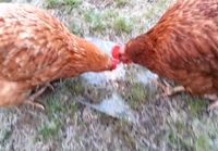 Stupid chickens deceived by ice