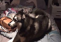 Angry husky telling us off for leaving him