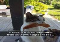 Kissa tuo makkaran naapurin grillistä