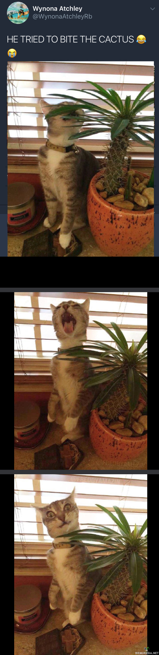 Kissa puraisee kaktusta - Kannattiko