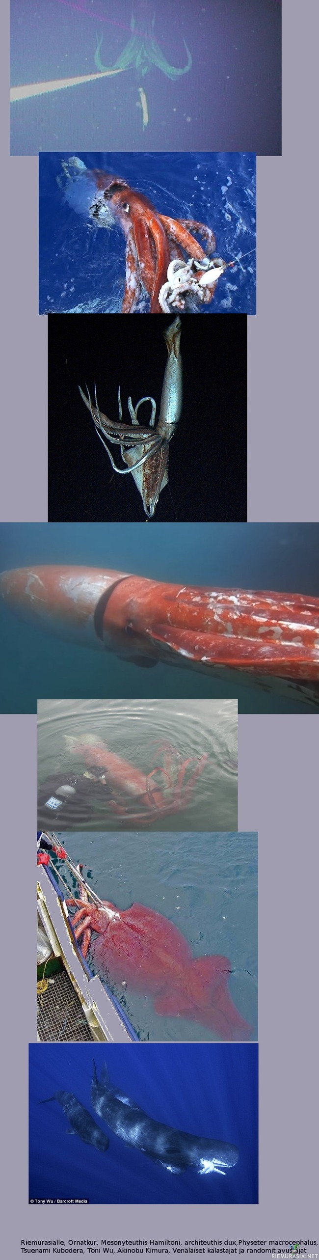 Jättiläiskalmareita - Kuvakollaasi todellisista hirviöistä sekä niiden taustoista. Jättiläiskalmari on tunnettu aina jollain tasolla, mutta ensimmäisen kerran sen kuvasi Tsuenami Kubodera japanin rannikolla vuonna 2004 eräänlaisella vedenalaisella riistakameralla (Kuva 1). Vuonna 2006 hän onnistui onkimaan sellaisen (Kuva 2). Vuonna 2013 sama heppuli oli mukana järjettömän kalliilla tutkimusretkellä, jolla saatiin eeppistä videota siitä luonnollisessa ympäristössään silmästä silmään. (Kuva 3, se syö alla olevaa pienempää syöttikalmaria) Jouluna 2015 luonto teki jekun, lukemattomien ihmisten elämätyöstä huolimatta yksi eläin päätti tulla uiskentelemaan erääseen japanilaiseen satamaan, (Kuvat 4 ja 5) sukeltajana paikallinen Akinobu Kimura. Jälkimmäinen havainto on tuntunut jääneen valitettavan vähälle huomiolle vaikka kuvanlaatu ja yksityiskohdat ovat kerrassaan ennennäkemättömiä. Jättiläiskalmari, Architeus Dux, elää kaikissa merissä (myös norjan rannikolla, mistä legenda krakenista on lähtöisin) sillä pitäisi olla kaksi pitkää pyyntilonkeroa, mutta ne puuttuu kaikilta kuvatuilta yksilöiltä, joten henkilökohtaisesti uskon niiden oleva tieteelle tuntemattomia jättiläiskalmareita. Kuvassa 6 näkyy vain etelämantereella elävä kolossikalmari Mesonyteuthis Hamiltoni, joka tunnetaan vain muutamasta kohtaamisesta venäläisten kalastajien kanssa. Se on pienempi mutta paljon painavampi kuin jättiläiskalmari. Viimeisenä kaskelotti jolla on suupielessään juuri saalistettu jättiläiskalmari. Kaskelotille on päivittäinen askare metsästää eläimiä jotka ovat meille myyttisiä, jopa siinä määrin, että nisäkkäänä se saattaa kuolla janoon, jos se ei ole saanut makeaa vettä kalmareista. Lisäksi kaskelotilla on tärkeä rooli lannoittaa meren pintakerroksen planktonikasvua jättiläiskalmareista peräisin olevilla jätöksillä. 