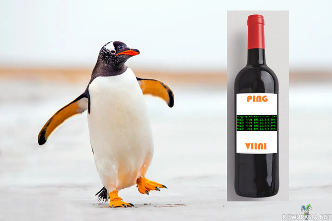 Pingviini - Kuvassa vasemmalla ping viini ja oikealla pingviini.