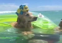 Koira köllii meressä