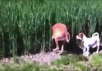Koirat tykittää pellossa