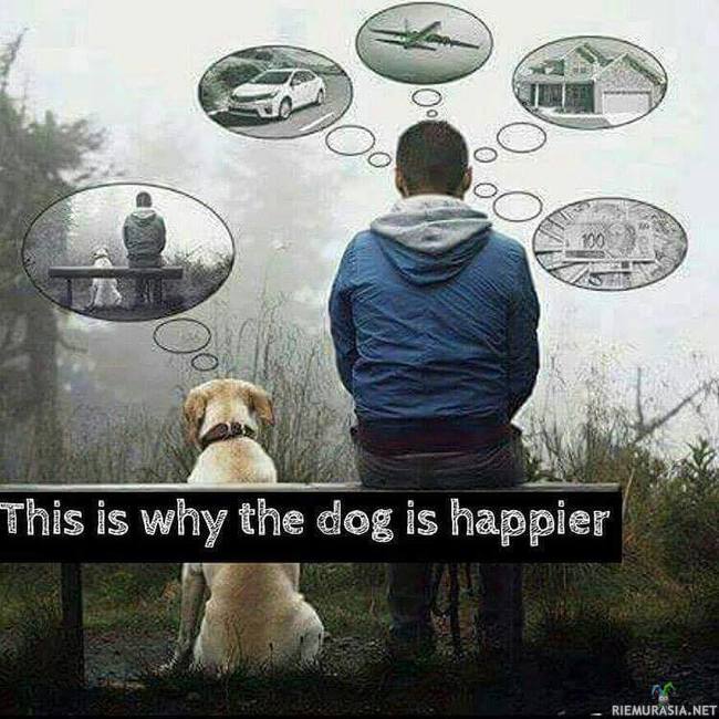Onni on yksinkertainen asia - Koira ei turhista stressaa, toisin kuin me rasialaiset
