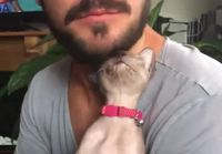 Mies, parta ja kissa