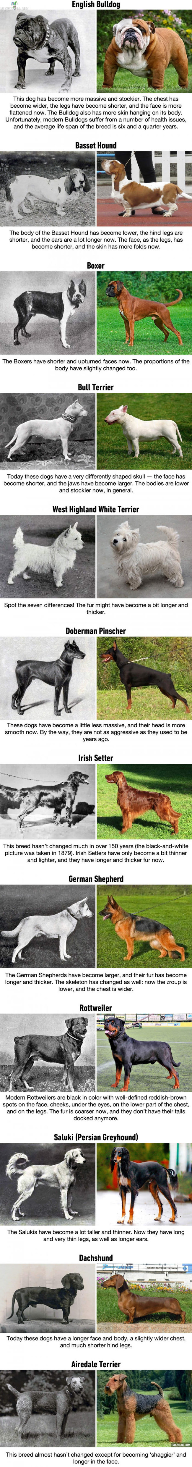 Koirien jalostus - Kuinka eri koirarotujen ulkomuoto on muuttunut viimeisen sadan vuoden jalostuksen aikana