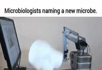 Uusi nimi mikrobille