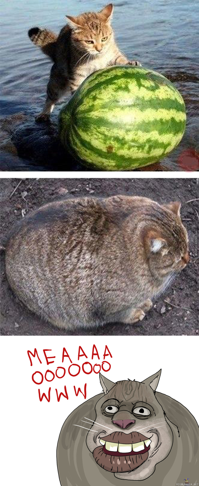 Kissa ja vesimeloni
