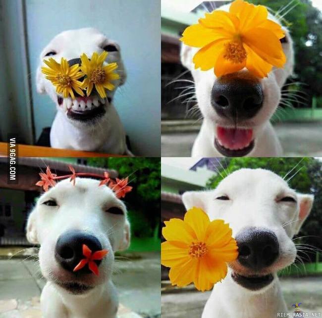 Koira - kukkia