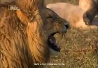 Leijonaa naurattaa