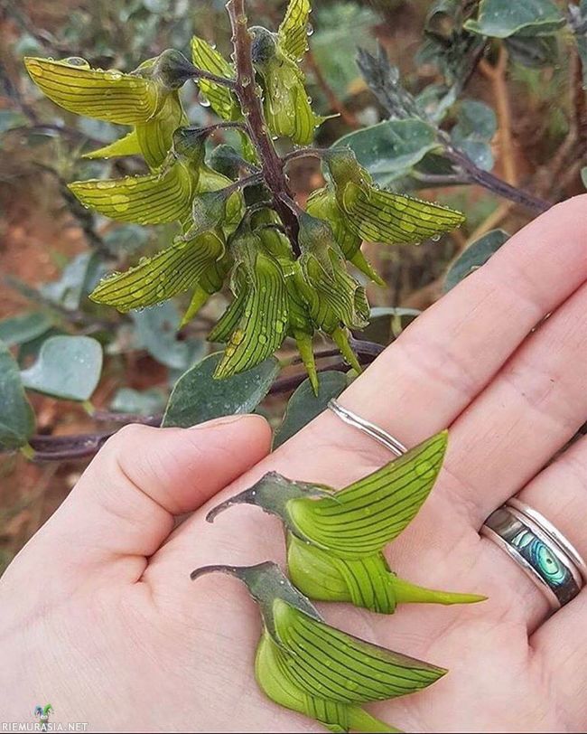 Green Birdflower plant - Austraalialainen kasvi &quot;Crotalaria cunninghamii&quot; joka muistuttaa lintua.