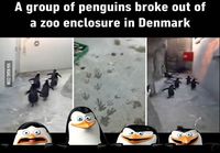 Pingviinit otti hatkat!